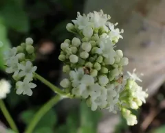 Marsh Valerian thumbnail 1