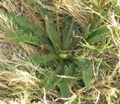 dandelion hawksbeard thumbnail 2
