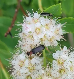 Grammoptera haematites thumbnail 1