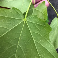 black maple thumbnail 2
