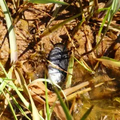 Atlantic Ribbed Mussel thumbnail 3