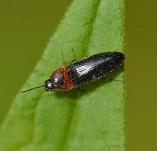 Red Click Beetle
