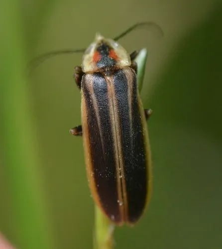 Cape Breton Firefly