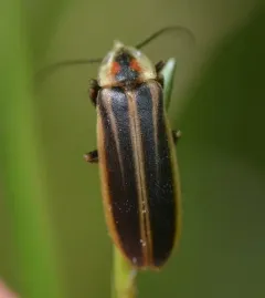Cape Breton Firefly thumbnail 1
