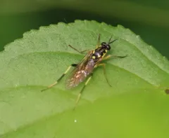 Xylomya tenthredinoides thumbnail 1