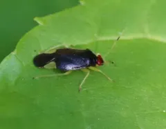 Tropidosteptes tricolor thumbnail 2