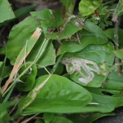 Northern Plantain Flea Beetle thumbnail 1