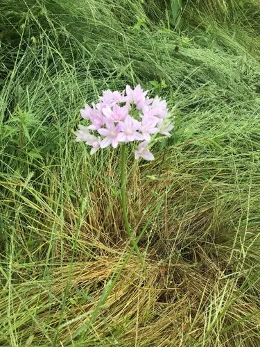 oneleaf onion