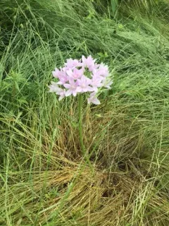 oneleaf onion thumbnail 1