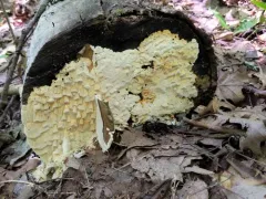 yellow porecrust thumbnail 3