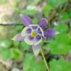 Small-flower Columbine thumbnail 4