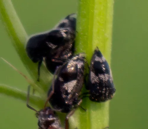 Three-spotted Treehopper