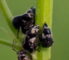 Three-spotted Treehopper thumbnail 1
