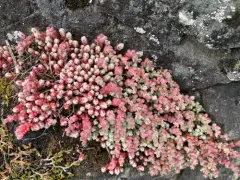 Short-leaved Stonecrop thumbnail 2