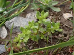 Chaffweed thumbnail 2