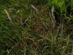 mountain heath grass thumbnail 2