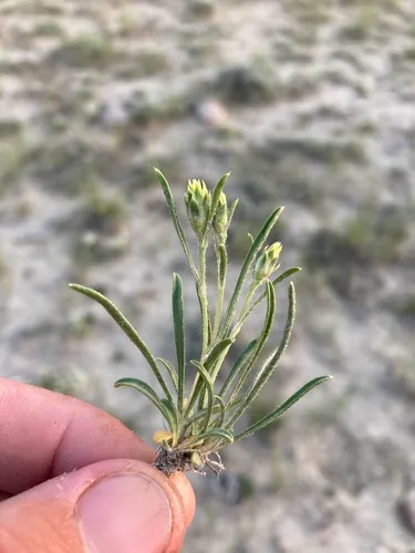 Branched False Goldenweed