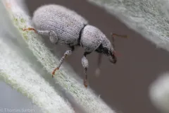 Cercopedius artemisiae thumbnail 2