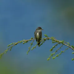 Olive-sided Flycatcher thumbnail 2