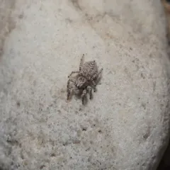 Habronattus amicus thumbnail 2
