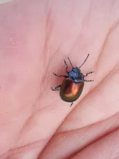 Gold-winged Leaf Beetle thumbnail 2