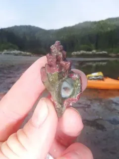 Boreotrophon multicostatus thumbnail 2