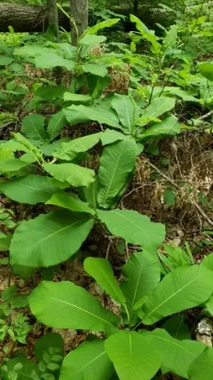 bigleaf magnolia thumbnail 4