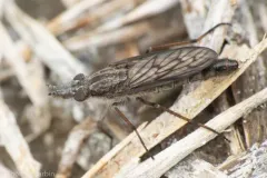 Tabuda planiceps thumbnail 3