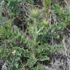 wavyleaf thistle thumbnail 2
