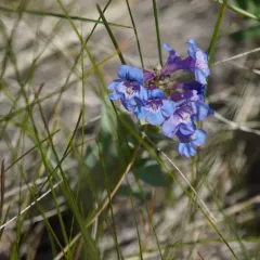 Wax-leaf Beardtongue thumbnail 1