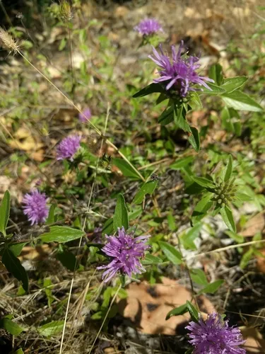 Coyote Mint