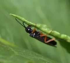 Dock Sawfly thumbnail 1
