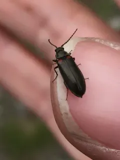 Estriate Click Beetle thumbnail 2