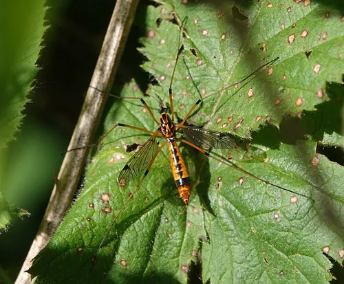 California Tipula