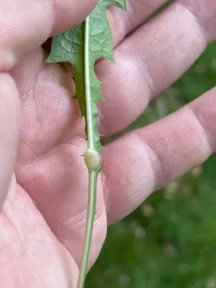 dandelion gall wasp thumbnail 2