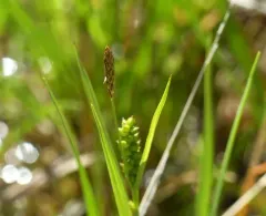 Crawe's sedge thumbnail 2