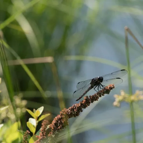 Slaty Skimmer