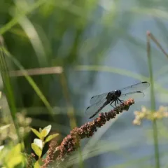 Slaty Skimmer thumbnail 1