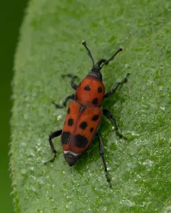 Ironweed Curculio thumbnail 2