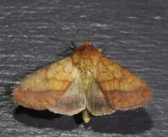 Bordered Sallow thumbnail 4
