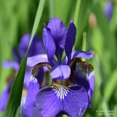 Japanese Iris thumbnail 3
