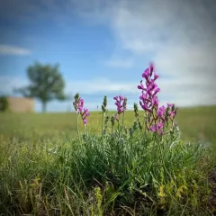 Lambert's Locoweed thumbnail 3