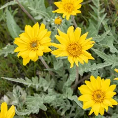 Hoary Balsamroot thumbnail 3