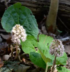 Common Butterbur thumbnail 1