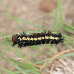 Nevada Buck Moth thumbnail 2