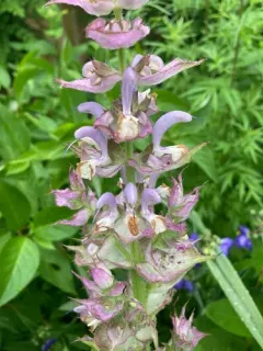 Meadow Sage thumbnail 4