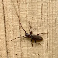 Opsimus quadrilineatus thumbnail 3