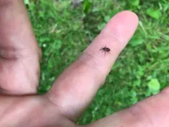 Heterocordylus malinus thumbnail 4