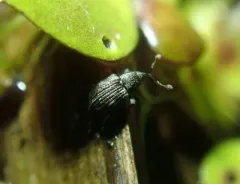 Duckweed Weevil thumbnail 4