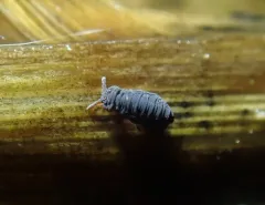 Water Springtail thumbnail 4